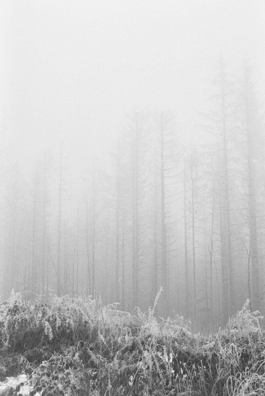 Wald, der langsam im Nebel verschwindet, im Vordergrund Grasgewächse, die mit Raureif bedeckt sind