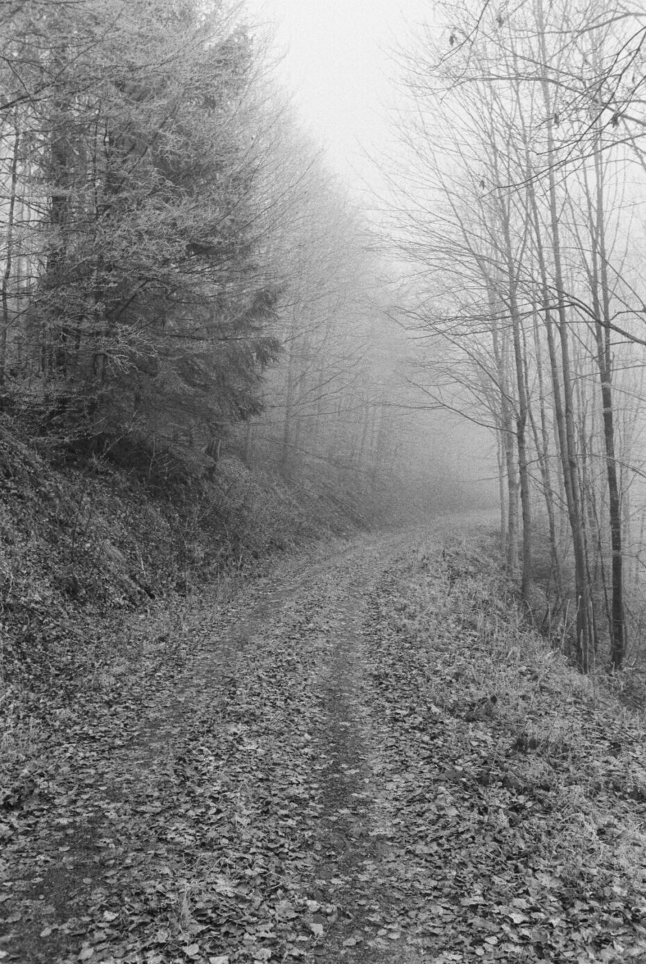 Waldweg, der belaubt ist, kein Schnee erkennbar, der Weg macht eine Rechtskurve, die im Nebel langsam verschwindet