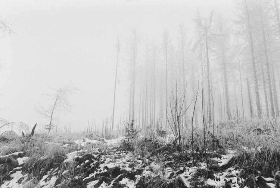 Wald, der langsam im Nebel verschwindet, im Vordergrund Kleinholz unter einer leichten Schneedecke