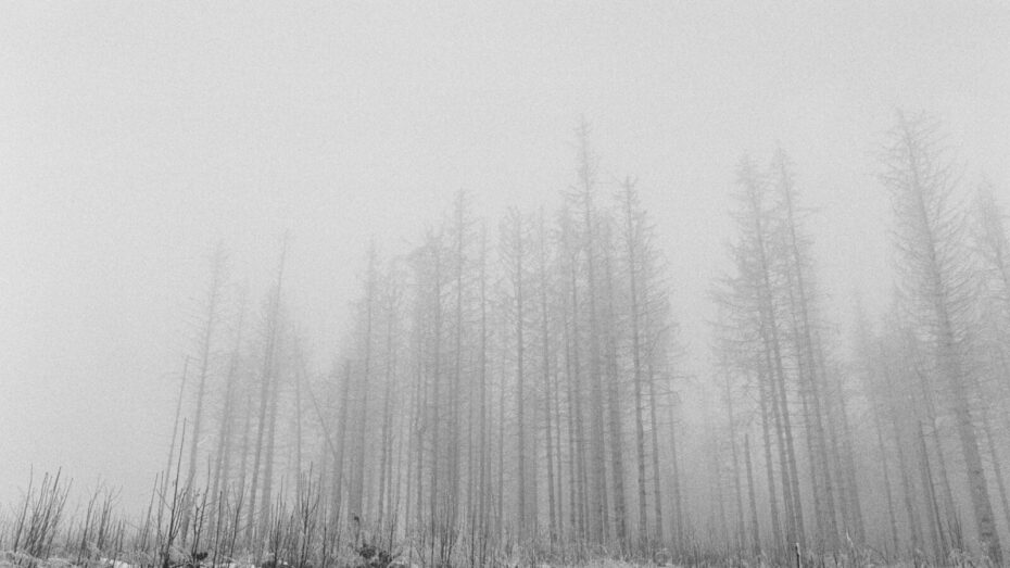 Wald, der langsam im Nebel verschwindet, im Vordergrund Kleinholz unter einer leichten Schneedecke