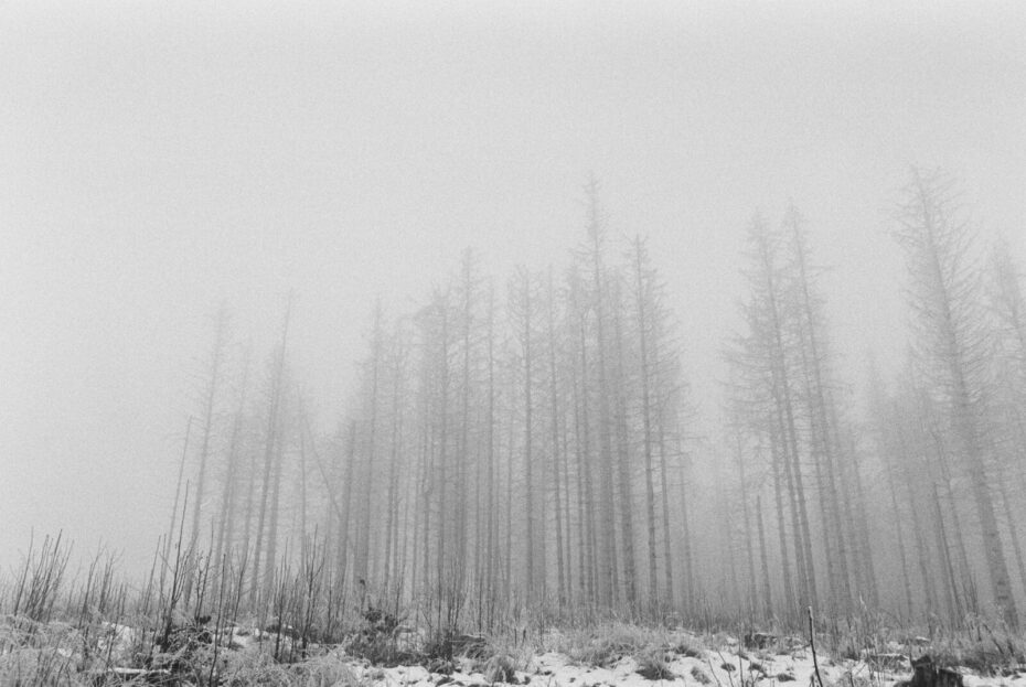 Wald, der langsam im Nebel verschwindet, im Vordergrund Kleinholz unter einer leichten Schneedecke