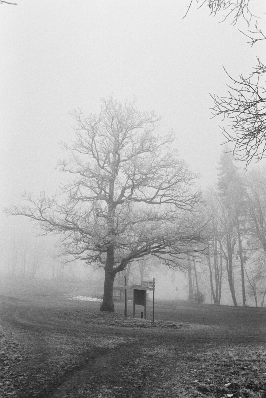 Einzelner Baum neben einer Informationstafel, die nur von hinten sichtbar ist und einem Wegweiser zur Skischule. Es ist kaum Schnee zu finden