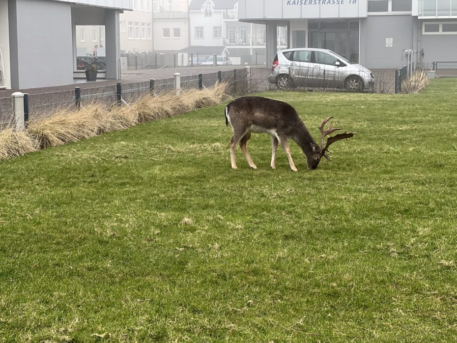 Dammwild, das auf einer Wiese mitten in der Stadt Norderney grast