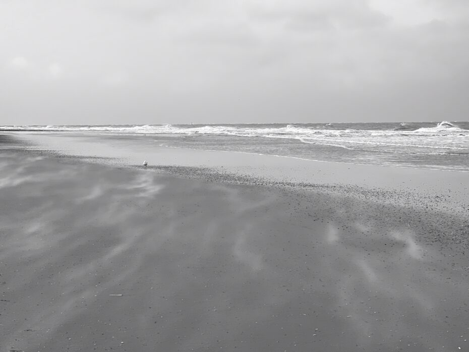 Vogel im Wellenauslauf