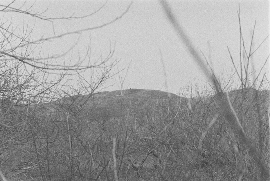 Schwarz-Weiß Bild der Norderneyer Dünen durch Büsche fotografiert, ein Vogel sitzt auf der Dünenkrone und ist in seiner Kontur erkennbar