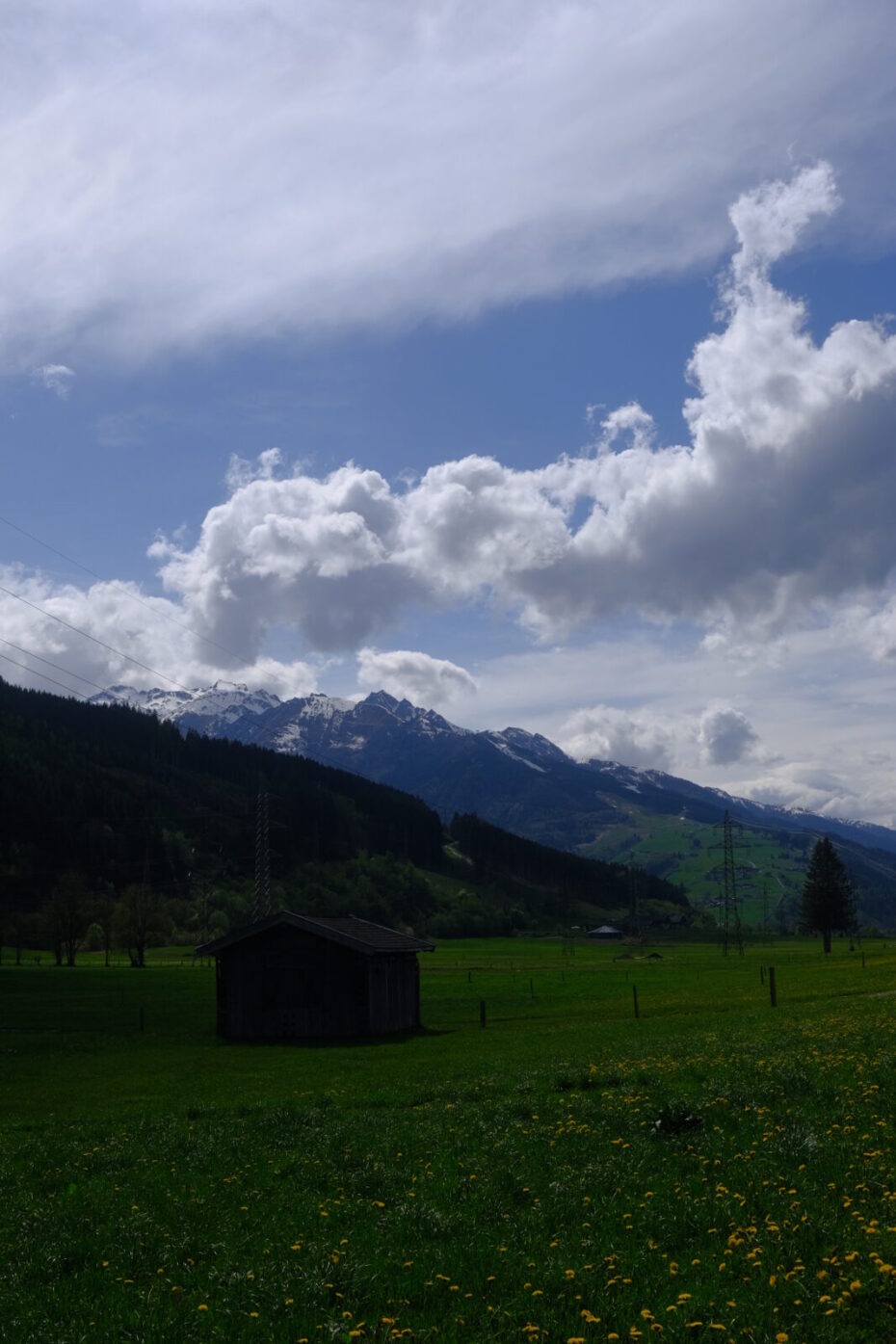 Blick über eine Löwenzahnwiese auf die Berge im Gebiet des Kitzsteinhorns